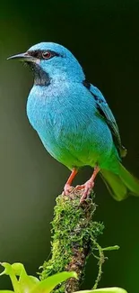 A vibrant blue bird perched on a mossy branch in a green forest.