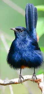 Elegant blue bird perched on a branch with a soft green background.