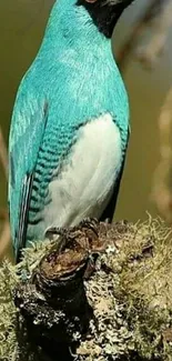 Vibrant cyan-blue bird on a branch in nature.