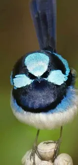 Blue bird with vibrant feathers perched on a branch.