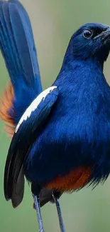 Vibrant blue bird with orange feathers mobile wallpaper.