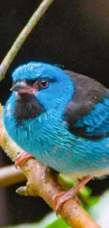 Close-up of vibrant blue bird on a branch in natural setting.