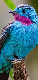 Colorful blue bird with vibrant plumage perched on a branch.