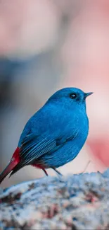 Vibrant blue bird perched with a blurred pink background.