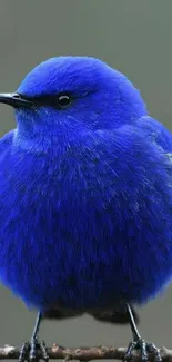 A vibrant cobalt blue bird perched on a branch against a soft background.