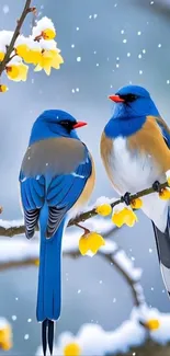 Blue birds on snowy branches with yellow blossoms wallpaper.