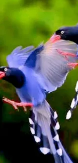 Vibrant blue birds in flight against a lush green background.