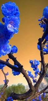 Vibrant blue blossoms against warm background.