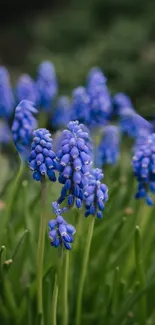 Close-up of vibrant blue flowers with green stems.