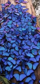 Vibrant blue butterflies on tree bark wallpaper.