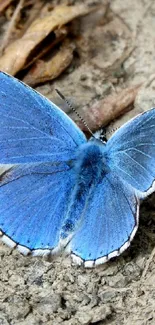 Blue butterfly resting on a textured earthy ground, highlighting nature's beauty.