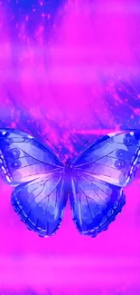 Vibrant blue butterfly on a bright purple background.