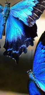 Vibrant blue butterflies in close-up view with intricate wing details.