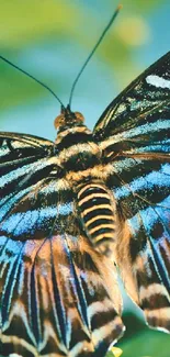 Close-up of a vibrant blue butterfly against a green backdrop.