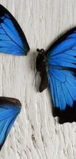 Beautiful blue butterflies on textured wood background wallpaper.