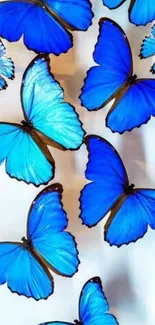 Vibrant blue butterflies on a light background, perfect for mobile wallpaper.