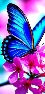 Blue butterfly on pink flowers, vibrant mobile wallpaper.