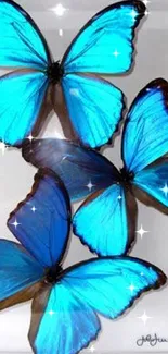 Vibrant blue butterflies arranged elegantly in a display case.