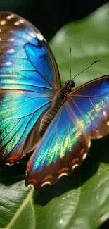 Vibrant blue butterfly resting on a green leaf.