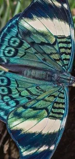 Vibrant blue butterfly on a natural background.