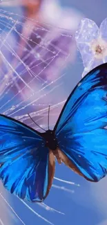 Blue butterfly on floral background wallpaper.