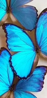 Vibrant blue butterflies on mobile wallpaper.