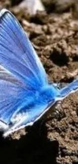 Vibrant blue butterfly on earthy ground wallpaper.