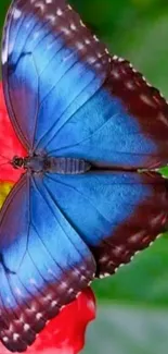 A vibrant blue butterfly resting on a red flower, creating a colorful contrast.