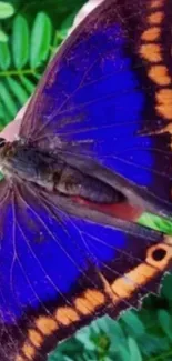 Vibrant blue butterfly with orange accents on greenery.