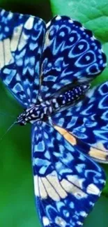 Vibrant blue butterfly on a green leaf wallpaper.