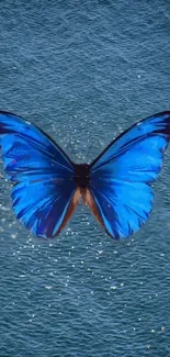 Blue butterfly over water background wallpaper.