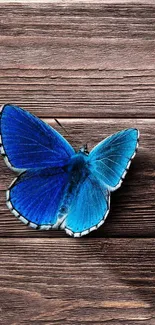 Vibrant blue butterfly on rustic wood background wallpaper.