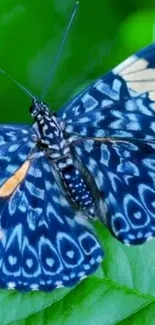 Blue butterfly on green leaves, vibrant and eye-catching wallpaper.