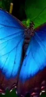 Vibrant blue butterfly on green leaves.