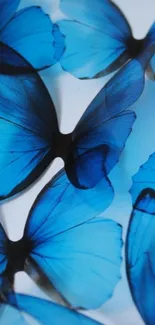 Blue butterflies mobile wallpaper with elegant wings.