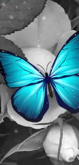 Blue butterfly on monochrome flower wallpaper.