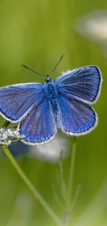 Vibrant blue butterfly on green background with flowers.