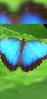 Vibrant blue butterfly resting on a lush green leaf.