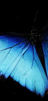 Vibrant blue butterfly on a dark background mobile wallpaper.