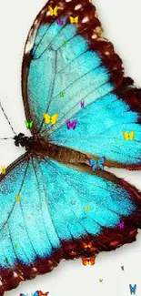 A vibrant blue butterfly with striking wings on a pale background.