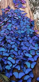 Clustering blue butterflies on a tree trunk creating a vibrant wallpaper design.