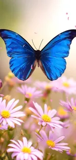 Blue butterfly hovering over pink flowers, creating a vibrant nature scene.