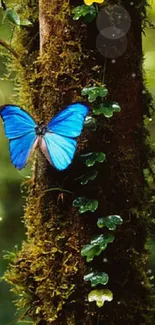 Blue butterfly on a tree in a lush forest with vibrant green leaves.