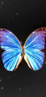 Bright blue butterfly against a dark sky.