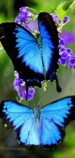 Two vibrant blue butterflies on purple flowers.