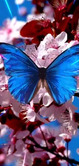 Blue butterfly on pink cherry blossom with clear sky background.