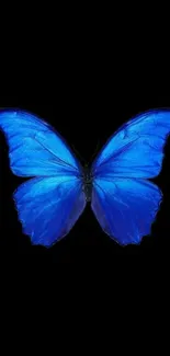 Vibrant blue butterfly on black background wallpaper.