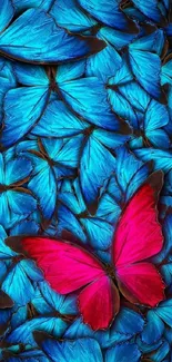 Vibrant blue and pink butterfly wallpaper for mobile screens.