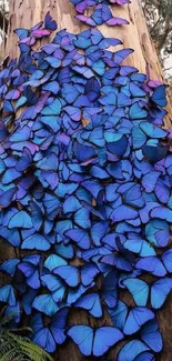 Blue butterflies covering a tree trunk in a vibrant display of nature's beauty.