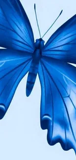 A vibrant blue butterfly on a light background wallpaper.